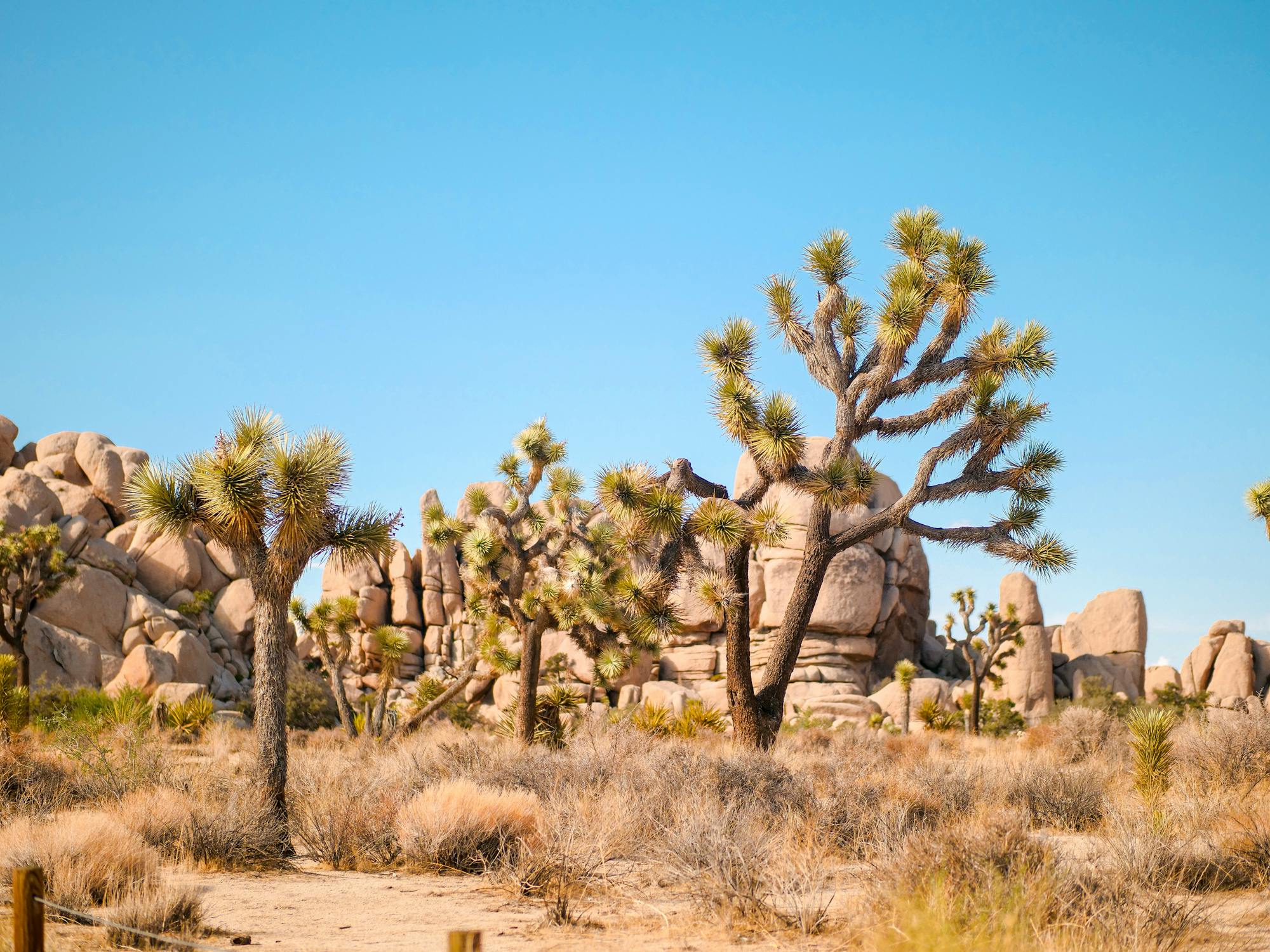 Joshua Tree